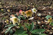 24 Estese fioriture di Rose di Natale -Ellebori (Helleborus niger)